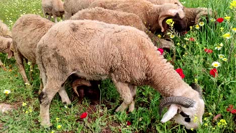 Two-rams-grazing-in-a-green-pasture,-2-sheep-with-white-wool-and-black-face-grazing-together-1