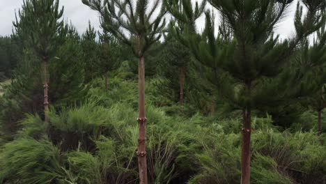 Pruned-young-pine-trees-in-evergreen-planted-forest-in-New-Zealand,-aerial