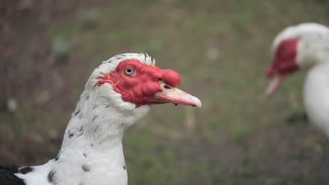 CLOSE-UP-Domesticated-Red-Faced-Muscovy-Ducks-At-A-Farm