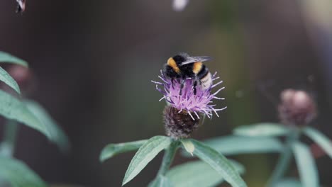 Bumble-bee-pollinating-a-Knapweed-flower-before-taking-flight