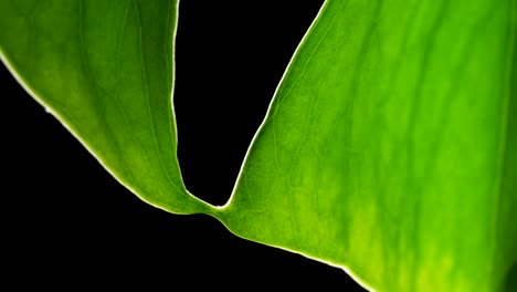 Split-leaf-Philodendron---Margin-Of-Monstera-Green-Leaf-Moving-With-Gentle-Wind