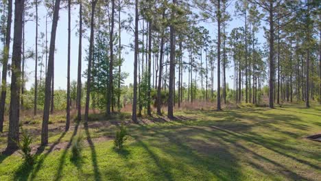 A-push-in-on-the-trees-in-Florida-in-the-backyard-of-a-rental-property-on-vacation