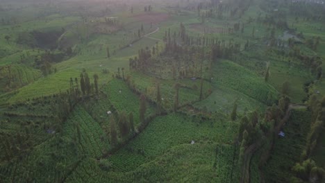 Aerial-flyover-the-largest-Tobacco-Plantation-located-on-hills-in-TEMANGGUNG,Indonesia