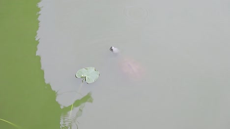 A-wild-turtle-in-a-park-lake-swims-on-the-surface-of-the-green-water