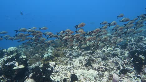 Schule-Pf-Paddelschwanz-Snapper-Auf-Einem-Tropischen-Korallenriff-Im-Klaren-Wasser-Des-Pazifischen-Ozeans-Rund-Um-Die-Inseln-Von-Tahiti-1