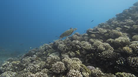 Echte-Karettschildkröte-Auf-Einem-Tropischen-Korallenriff-Im-Klaren-Wasser-Des-Pazifischen-Ozeans-Mit-Bunten-Rifffischen-Herum