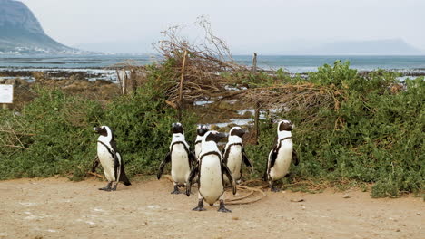 Gruppe-Von-Pinguinen,-Die-Vom-Strand-Kommen-Und-Unentschlossen-Sind,-In-Welche-Richtung-Sie-Gehen-Sollen