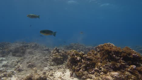 Bunte-Papageienfische,-Die-Sand-Auf-Einem-Tropischen-Korallenriff-Im-Klaren-Wasser-Des-Pazifischen-Ozeans-Rund-Um-Die-Inseln-Von-Tahiti-Kacken