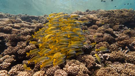 School-of-yellow-snapper-in-clear-water-on-a-tropical-coral-reef-in-french-polynesia,-in-the-pacific-ocean-shot-against-the-surface-in-slow-motion