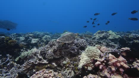 Hawksbill-sea-turtle-swimming-above-a-tropical-coral-reef-in-clear-water-of-the-pacific-ocean-with-colorful-reeffish-around