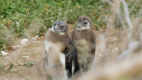 Zwei-Häutende-Afrikanische-Pinguinküken,-Die-Dicht-Aneinander-Kleben