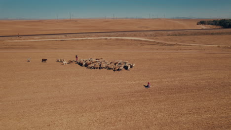 Aerial-view-of-Female-shepherd-with-sheep-in-a-remote-desert-area,-near-large-power-poles-and-a-cargo-train-track,-dry-land-without-crops,-parallax-shot