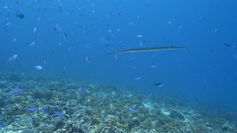 Trumpet-fish-on-a-tropical-coral-reef---close-shot