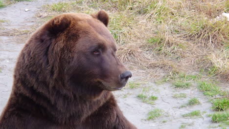 A-closeup-shot-of-the-scar-covered-face-of-a-Alaska-brown-bear-grizzly-bear