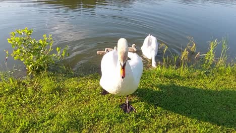 Familia-De-Cisnes-Nadando-En-El-Estanque-En-Busca-De-Comida