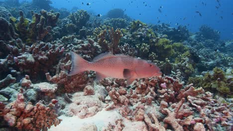 Spotted-coral-grouper-on-a-tropical-coral-reef-in-clear-water-of-the-pacific-ocean-around-the-islands-of-Tahiti