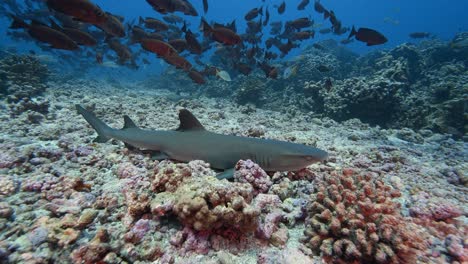 Whitetip-reef-shark-in-clear-water-resting-on-a-tropical-coral-reef-in-an-atoll-of-the-south-pacific-ocean-with-colorful-reeffish-around