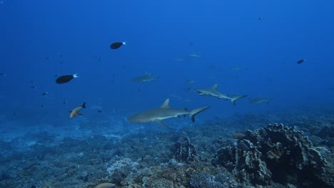 School-of-grey-reef-sharks-in-a-cleaning-station-on-a-tropical-coral-reef-in-clear-water,-in-the-atoll-of-Fakarava-in-the-south-pacific-ocean-around-the-islands-of-Tahiti-1