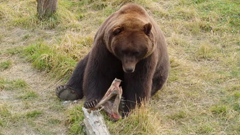 A-large-Alaska-grizzly-bear-brown-bear-looks-at-a-bone-from-a-fresh-meal