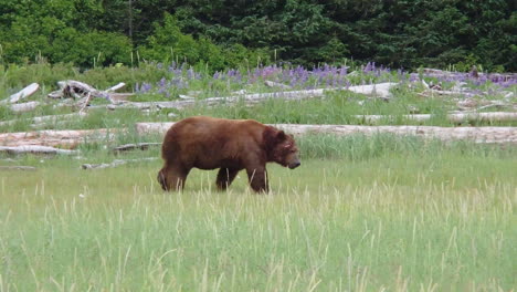 Ein-Riesiger-Dominanter-Narbenbedeckter-Alaska-braunbär-Grizzlybär-Sucht-Nach-Einer-Mahlzeit