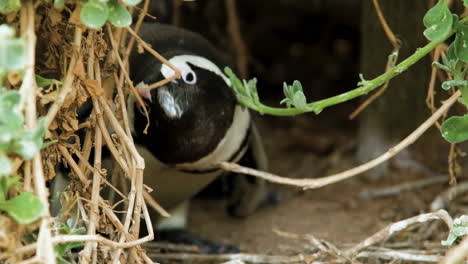 Curious-adult-Jackass-penguin-in-burrow-twisting-head-side-to-side