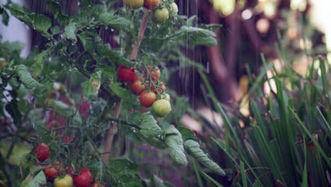 Watering-fresh,-ripe,-home-grown-tomatoes-with-running-water-and-droplets