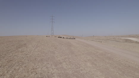 Aerial-view-of-Female-shepherd-with-sheep-in-a-remote-desert-area,-near-large-power-poles-and-a-cargo-train-track,-dry-land-without-crops,-push-in-shot-1