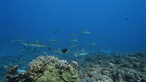 Low-angle-shot-of-a-Big-school-of-grey-reef-sharks-patrolling-a-tropical-coral-reef-in-clear-water,-in-the-atoll-of-Fakarava-in-the-south-pacific-ocean-around-the-islands-of-Tahiti