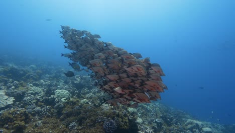 Camera-approaches-a-School-pf-paddletail-snapper-on-a-tropical-coral-reef-in-clear-water-of-the-pacific-ocean-around-the-islands-of-Tahiti