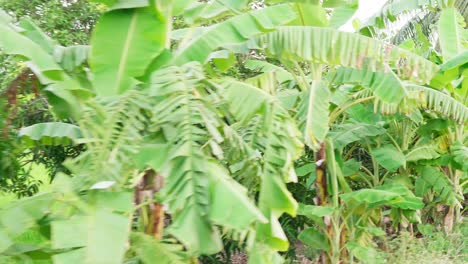 Bananenplantage-Mit-Grünen-Feldern-Im-Garten-1
