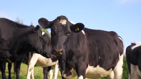 Neugierige-Einsame-Weibliche-Holsteiner-Kuh,-Die-Mit-Herde-Im-Hintergrund-In-Die-Kamera-Blickt,-Tag