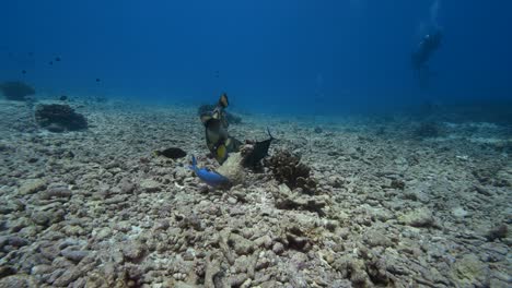 Bunte-Titan-Drückerfische,-Die-Sich-Um-Einen-Großen-Felsen-Drehen,-Um-Sich-Von-Einem-Tropischen-Korallenriff-Im-Klaren-Wasser-Des-Pazifischen-Ozeans-Zu-Ernähren