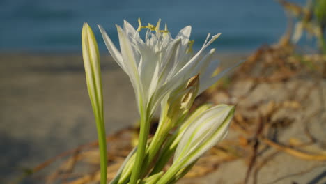 Close-up-of-a-sea-daffodil-undulating-in-the-wind,-Pancratium-maritimum-with-a-golden-sandy-beach-and-a-blurred-sea-moving-in-the-background