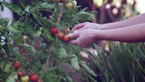 A-female-hand-checking-freshly-watered-juicy-ripe-tomatoes-on-the-vine