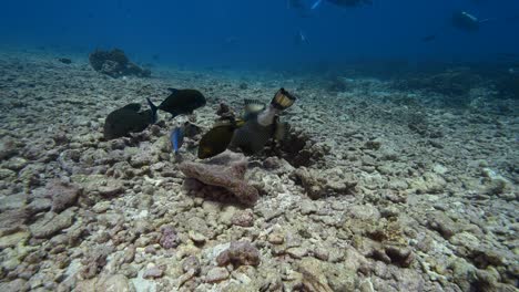 Bunte-Titan-Triggerfische,-Die-Sich-An-Einem-Tropischen-Korallenriff-Im-Klaren-Wasser-Des-Pazifischen-Ozeans-Ernähren