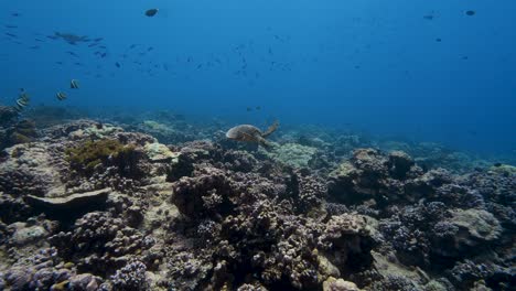 Hawksbill-sea-turtle-approaches-above-a-tropical-coral-reef-in-clear-water-of-the-pacific-ocean-with-colorful-reeffish-around
