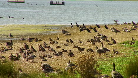 A-gaggle-of-Greylag-geese-congregating-on-a-drought-area-of-a-reservoir-in-Rutland,-England