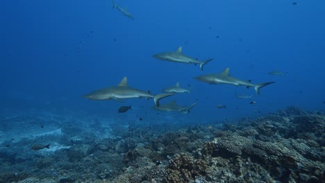 School-of-grey-reef-sharks-approaches-on-a-tropical-coral-reef-in-clear-water,-in-the-atoll-of-Fakarava-in-the-south-pacific-ocean-around-the-islands-of-Tahiti