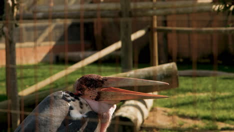 Curious-behavior-as-massive-Marabou-stork-scratches-its-head-and-yawns