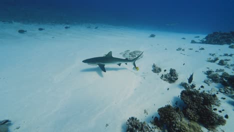 Tiburón-Gris-De-Arrecife-Nadando-Sobre-Arena-Blanca-Cerca