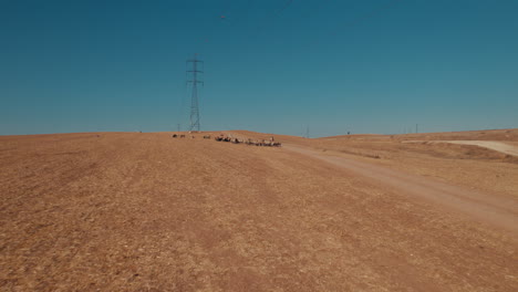 Aerial-view-of-Female-shepherd-with-sheep-in-a-remote-desert-area,-near-large-power-poles-and-a-cargo-train-track,-dry-land-without-crops,-push-in-shot