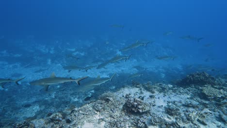 Big-school-of-grey-reef-sharks-patrolling-a-tropical-coral-reef-in-clear-water,-in-the-atoll-of-Fakarava-in-the-south-pacific-ocean-around-the-islands-of-Tahiti-2