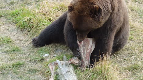 Ein-Großer-Alaska-grizzlybär-Braunbär-Untersucht-Den-Restknochen-Einer-Kürzlichen-Mahlzeit