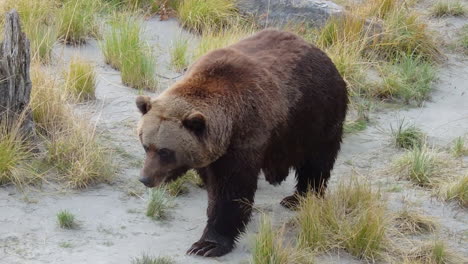 A-big-Alaska-brown-bear-grizzly-bear-walks-along-a-trail
