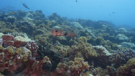 Zwei-Niedliche-Stachelschwein-Kugelfische-Nähern-Sich-Einem-Tropischen-Korallenriff-Im-Südpazifik-Rund-Um-Die-Inseln-Von-Tahiti,-Französisch-Polynesien