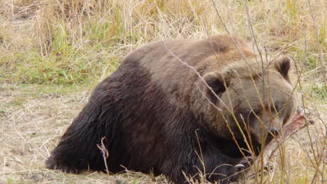 Ein-Großer-Alaska-grizzlybär-Braunbär-Kaut-Auf-Einem-Knochen-Von-Einer-Kürzlichen-Mahlzeit