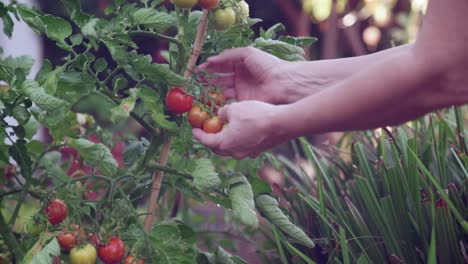 Recogiendo-Y-Cultivando-Tomates-Jugosos,-Regordetes-Y-Maduros-De-Una-Vid-Verde-Fresca-A-Mano