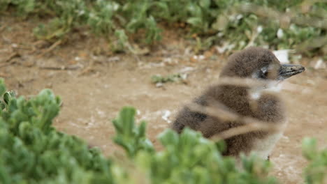 Molting-penguin-chicks-in-windy-conditions,-shallow-focus