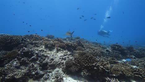 Grauer-Riffhai-Nähert-Sich-Einem-Tropischen-Korallenriff-In-Klarem-Wasser,-Im-Atoll-Von-Fakarava-Im-Südpazifik-Rund-Um-Die-Inseln-Von-Tahiti