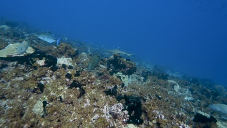 Napoleon-Lippfisch,-Umgeben-Von-Anderen-Tropischen-Fischen,-Die-Auf-Einem-Tropischen-Korallenriff-Im-Klaren-Wasser-Des-Südpazifiks-Um-Die-Inseln-Von-Tahiti,-Französisch-Polynesien,-Nach-Nahrung-Suchen